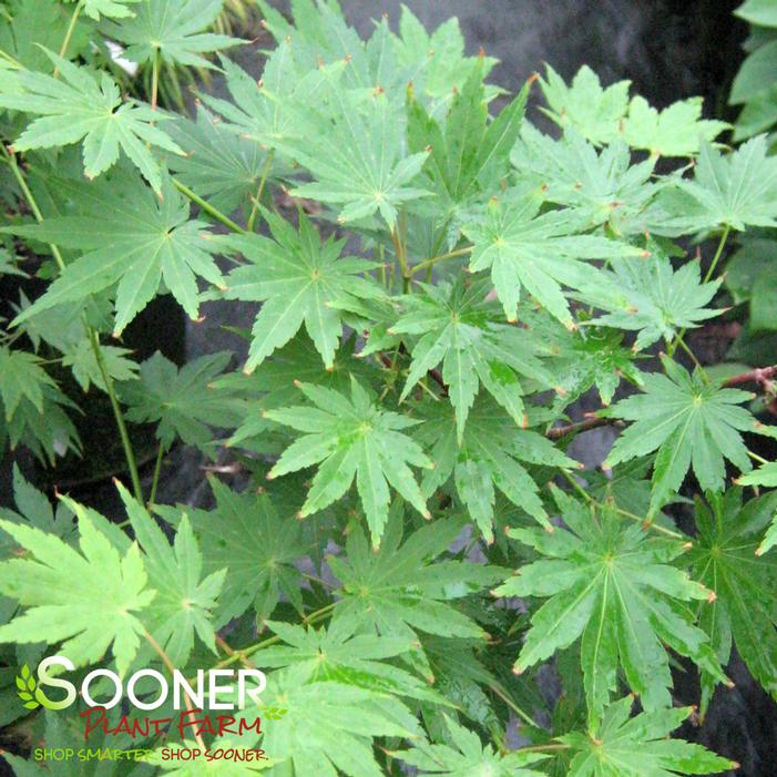 SODE NO UCHI DWARF UPRIGHT JAPANESE MAPLE