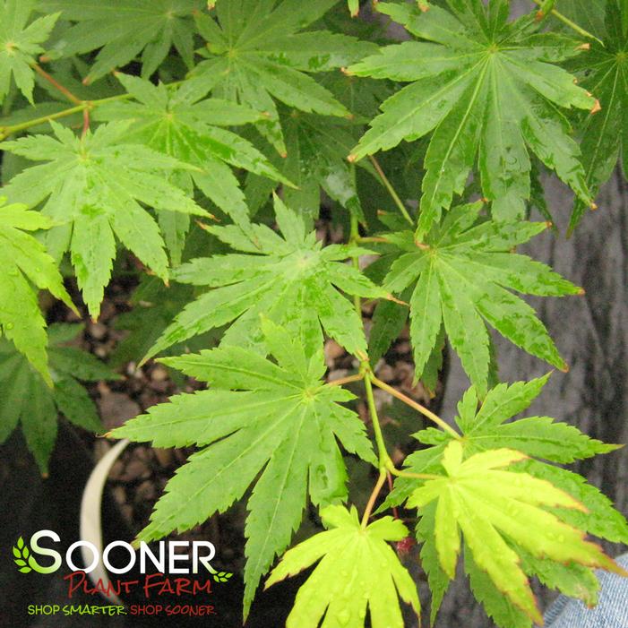 SODE NO UCHI DWARF UPRIGHT JAPANESE MAPLE