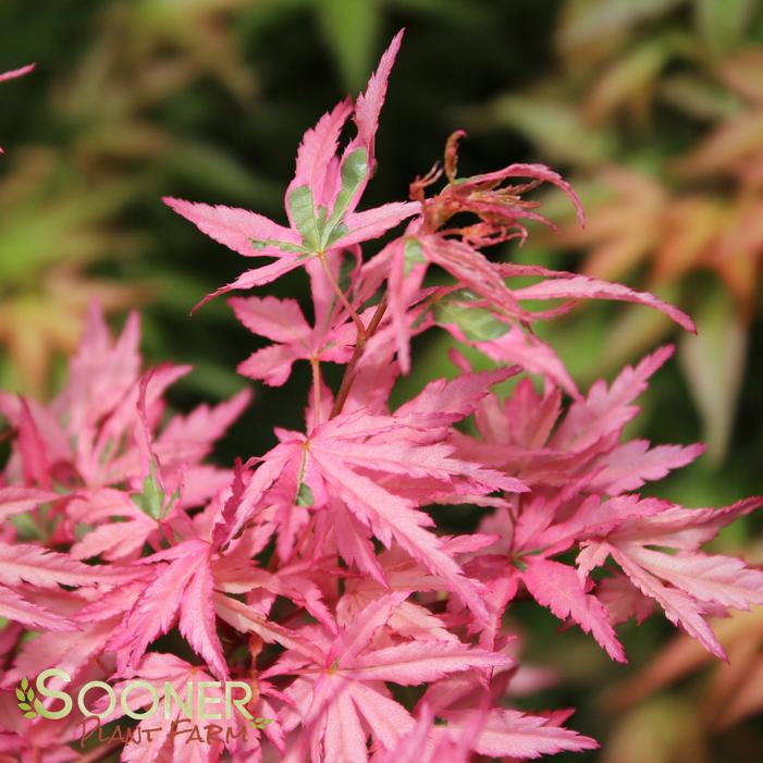 TAYLOR UPRIGHT JAPANESE MAPLE