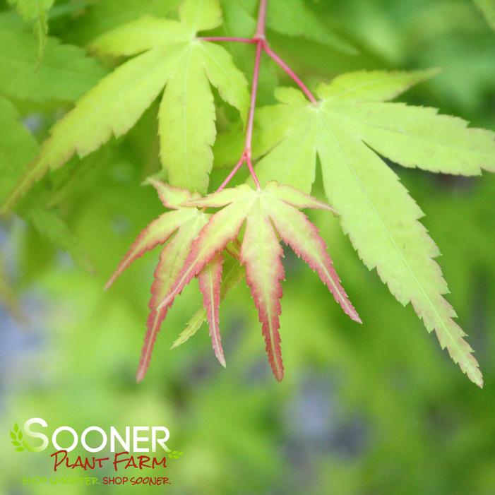 UENO YAMA RED DWARF UPRIGHT JAPANESE MAPLE