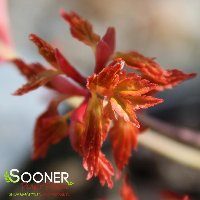 UENO YAMA RED DWARF UPRIGHT JAPANESE MAPLE