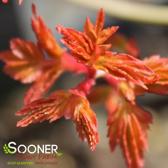 UENO YAMA RED DWARF UPRIGHT JAPANESE MAPLE