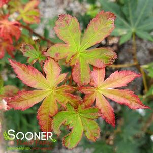 Acer palmatum amoenum 'Ichigyoji'