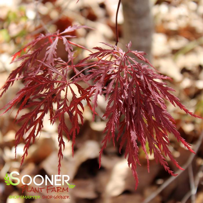 EVER RED WEEPING JAPANESE MAPLE