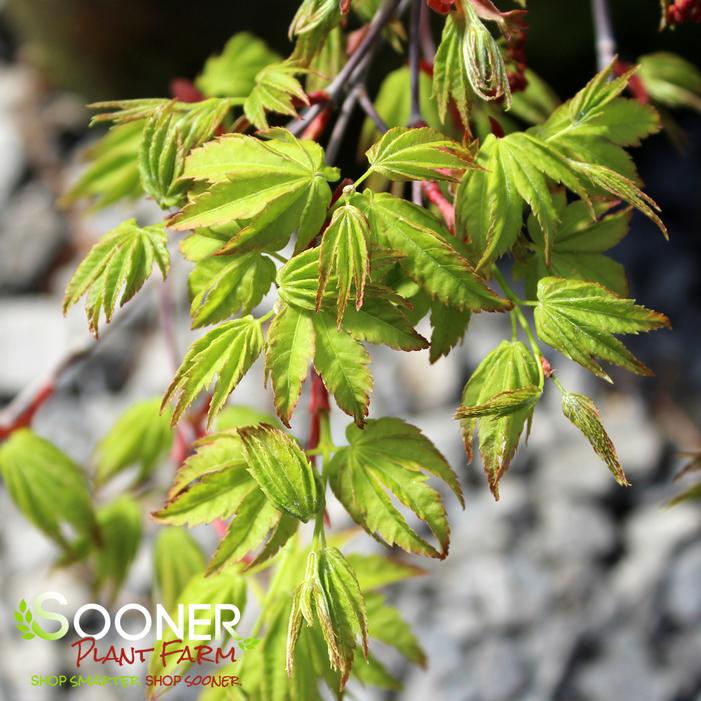 RYUSEN WEEPING JAPANESE MAPLE