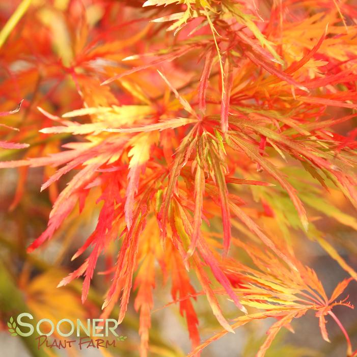 VIRIDIS WEEPING JAPANESE MAPLE