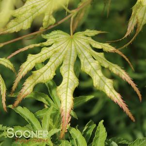 Acer palmatum reticulatum 'First Ghost'