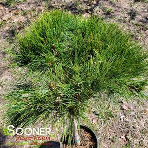 COMPACT TANYOSHO JAPANESE RED PINE