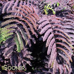 Albizia julibrissin 'Merlot Majik'