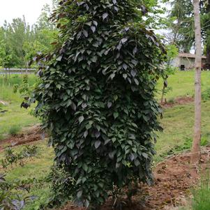 Styrax japonica 'JFS-6SJ'