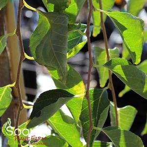 Styrax japonica ''