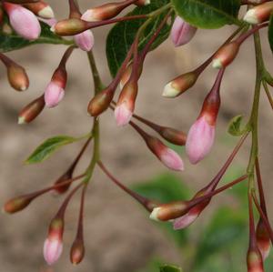 PINK CHIMES JAPANESE SNOWBELL