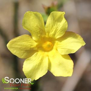 Jasminum nudiflorum ''