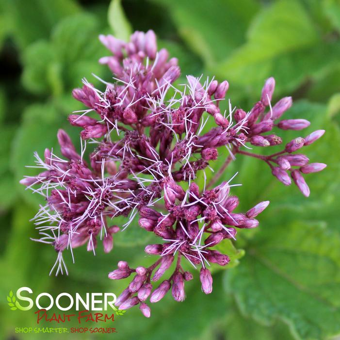 LITTLE JOE JOE PYE WEED