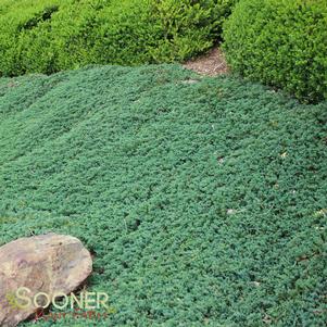 Juniperus horizontalis 'Blue Rug'