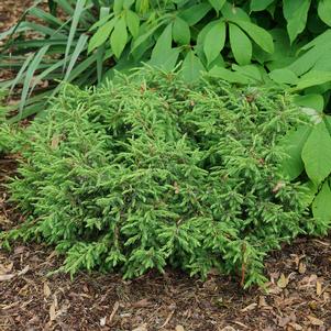 Juniperus communis 'SMNJCB'