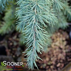 Cedrus deodara 'Divinely Blue'