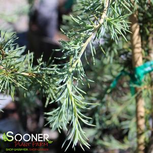 Cedrus deodara 'Twisted Weeper'