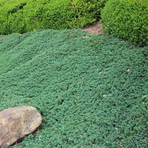 BLUE RUG JUNIPER