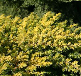 GOLDEN PACIFIC™ JUNIPER