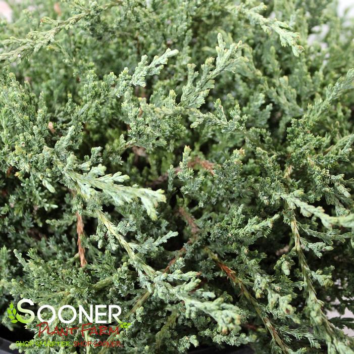 GREEN SARGENT JUNIPER