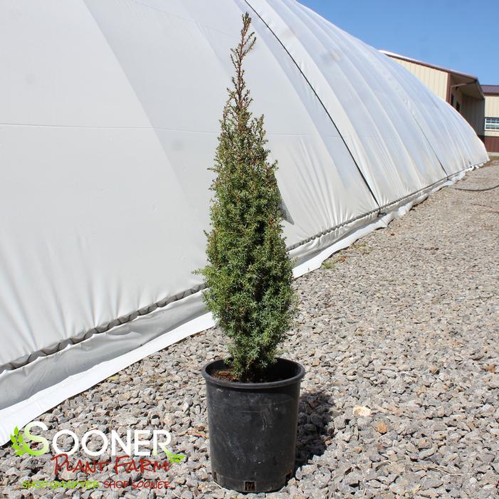 Image property of Sooner Plant Farm, Inc.