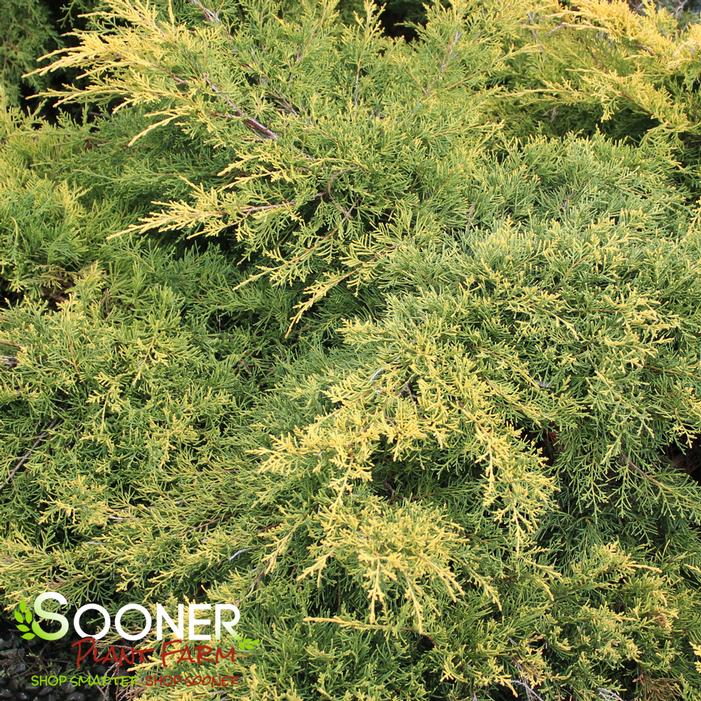 SAYBROOK GOLD® JUNIPER