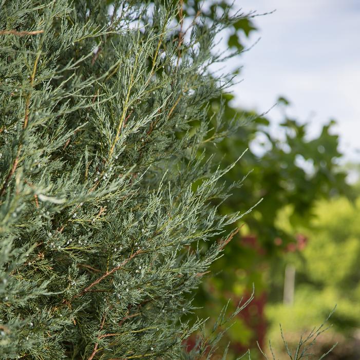 Photo courtesy of Bailey Nurseries
