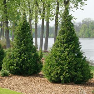 Juniperus chinensis 'RIKAG'