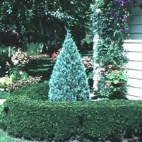 WICHITA BLUE JUNIPER