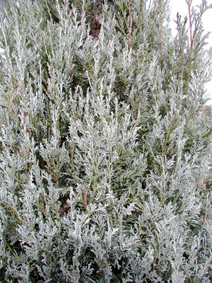 WICHITA BLUE JUNIPER