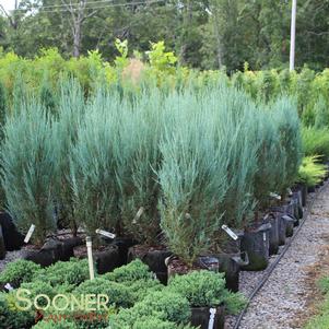 Juniperus scopulorum 'Blue Arrow'