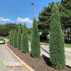 Juniperus virginiana 'Taylor'