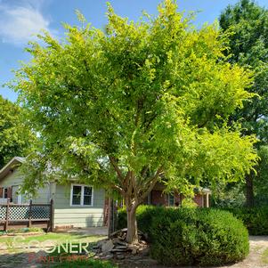 Ulmus parvifolia 'Golden Rey'