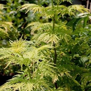 Sambucus racemosa 'Morden Golden Glow'