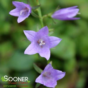 FAIRYBELLS™ GAUDI VIOLET LADYBELLS