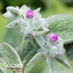 Stachys byzantina 'Helene Von Stein'