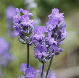 BLUE CUSHION LAVENDER