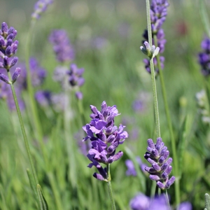 MUNSTEAD LAVENDER