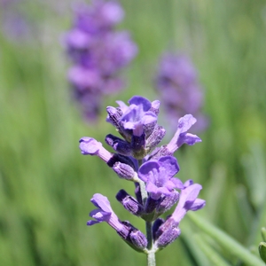 MUNSTEAD LAVENDER