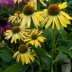 Echinacea purpurea 'Harvest Moon'