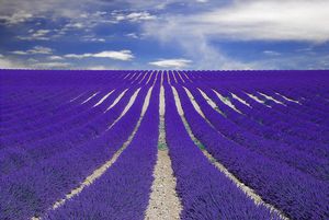 PROVENCE LAVENDER