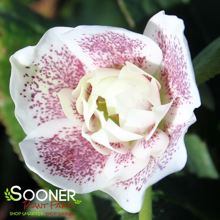 WEDDING PARTY® CONFETTI CAKE LENTEN ROSE