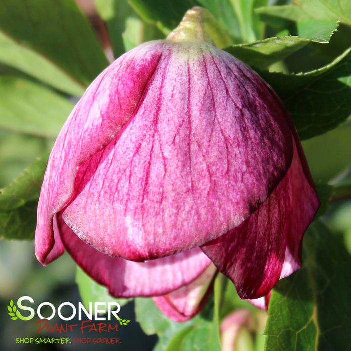 HONEYMOON® FRENCH KISS LENTEN ROSE