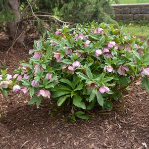 Helleborus x 'Paris in Pink'