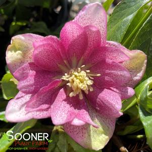 Helleborus x 'Wedding Crasher'