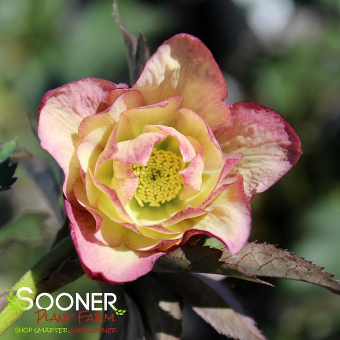 WEDDING PARTY® MOTHER OF THE BRIDE LENTEN ROSE