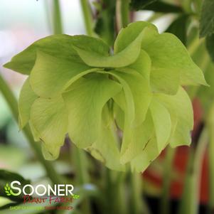 Helleborus x 'Golden Lotus'