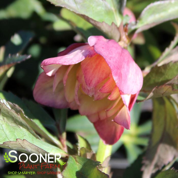 WEDDING PARTY® MOTHER OF THE BRIDE LENTEN ROSE