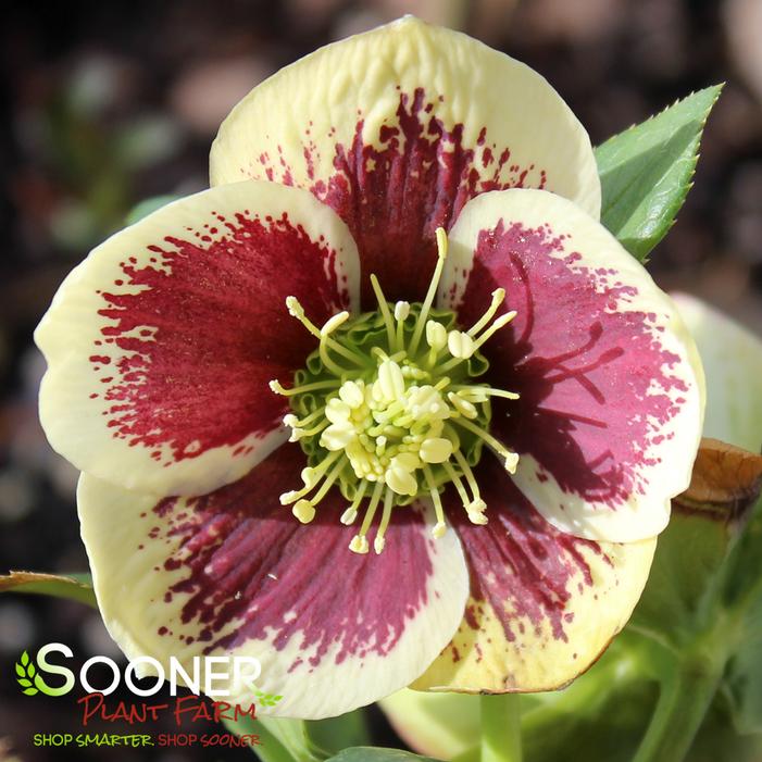 HONEYMOON® RIO CARNIVAL LENTEN ROSE